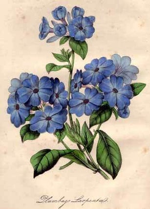 The Floricultural Cabinet, and Florist's Magazine. Volume 16