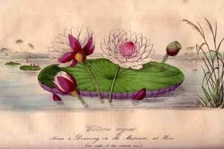 The Floricultural Cabinet, and Florist's Magazine. Volume 16