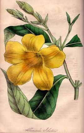 The Floricultural Cabinet, and Florist's Magazine. Volume 16