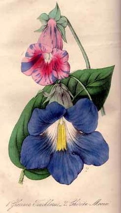 The Floricultural Cabinet, and Florist's Magazine. Volume 16