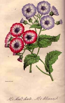The Floricultural Cabinet, and Florist's Magazine. Volume 16