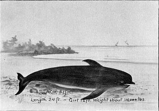 Captain Ben's Book- A Record of the Things Which Happened to Captain Benjamin J. Willard, Pilot and Stevedore, During Some Sixty Years on Sea and Land, as Related by Himself.