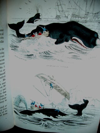 Illustrated Natural History of the Three Kingdoms, Containing Scientific and Popular Descriptions of man, Quadrupeds, Birds, Fishes, Reptiles, Insects, etc.