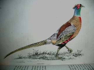 Illustrated Natural History of the Three Kingdoms, Containing Scientific and Popular Descriptions of man, Quadrupeds, Birds, Fishes, Reptiles, Insects, etc.