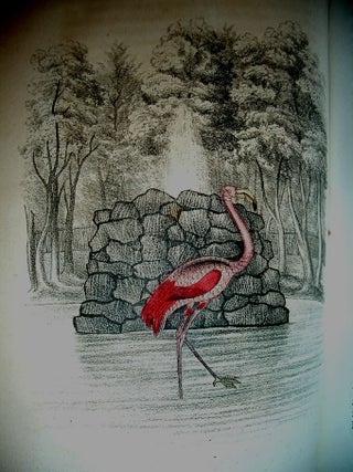 Illustrated Natural History of the Three Kingdoms, Containing Scientific and Popular Descriptions of man, Quadrupeds, Birds, Fishes, Reptiles, Insects, etc.