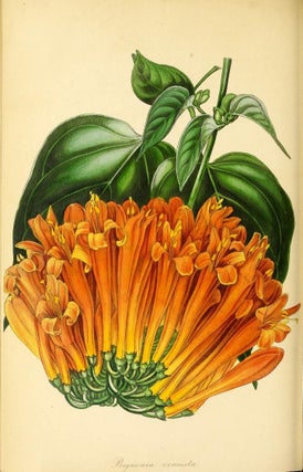 Paxton's Magazine of Botany,and Register of Flowering Plants.