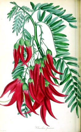 Paxton's Magazine of Botany,and Register of Flowering Plants.