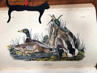 The Birds of America - From Drawings Made in the United States and their Territories.