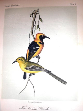 Illustrations of the Birds of California, Texas, Oregon, British and Russian America. Intended to Contain Descriptions and Figures of all North American Birds Not Given by Former American Authors, and a General Synopsis of North American Ornithology.